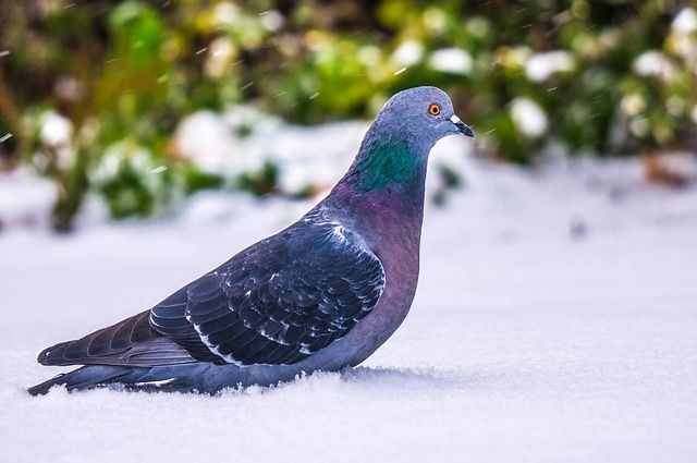 Pigeon-in-Hindi
