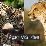 difference-between-leopard-vs-cheetah