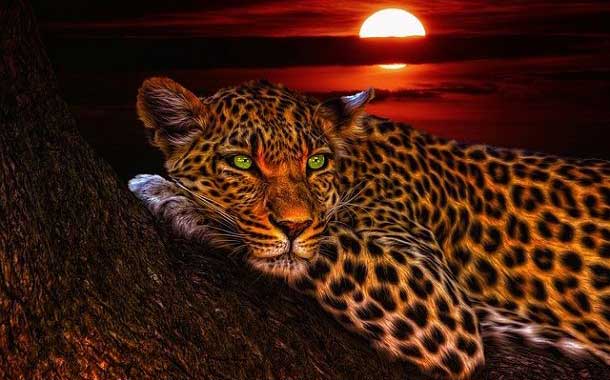 leopard-in-hindi