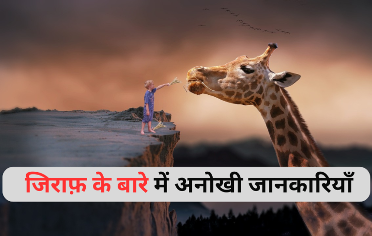 जिराफ़ के बारे में 30 अनोखी जानकारियाँ - Facts About Giraffe in Hindi