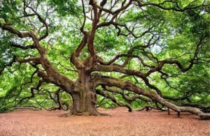 ओक पेड़ के बारे में 21 अद्भुत जानकारी - Information About Oak Tree in Hindi