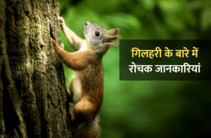 हिरन के बारे में 35 रोचक जानकारी Information About Deer in Hindi