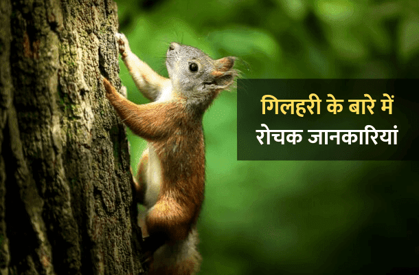 Information About Squirrel In Hindi
