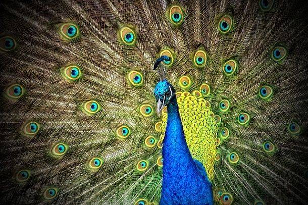 information-about-peacock-in-hindi