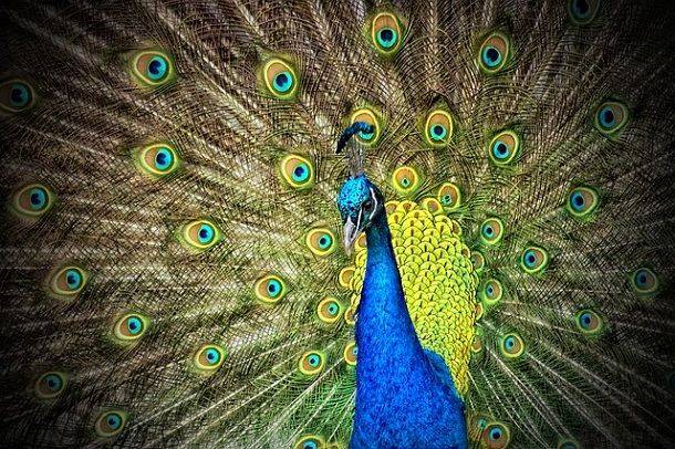 About Peacock In Hindi 5 Lines