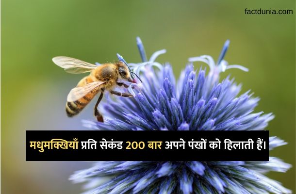 madhumakkhi-facts-honey-bee-in-hindi