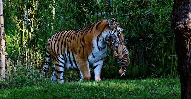 बाघ (टाइगर) के बारे में जानकारी एवं 40 रोचक तथ्य | Tiger Information in  Hindi