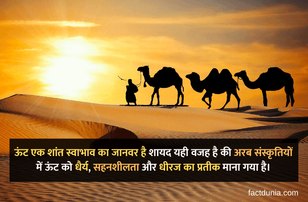 camel information in hindi