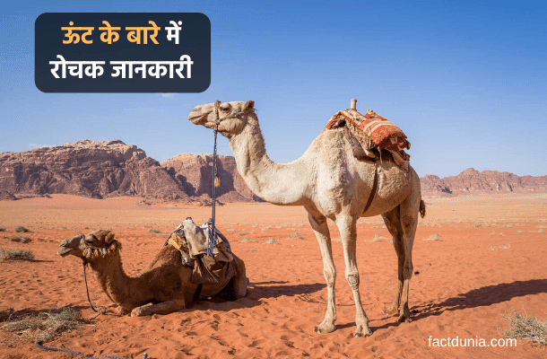 information about camel in hindi