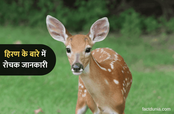 Information About Deer in Hindi