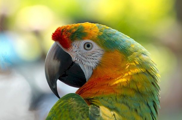 information about parrot in hindi