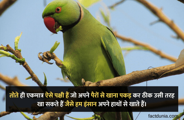 parrot in hindi - Tote ke bare mein