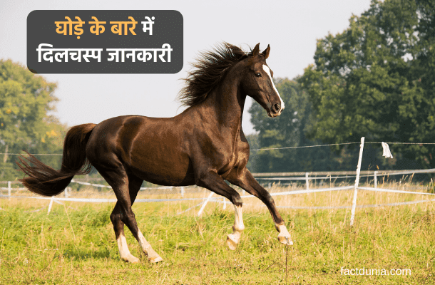 घोड़े के बारे में 40 दिलचस्प जानकारी – Information About Horse in Hindi