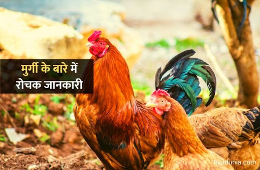 Information about Hen in Hindi