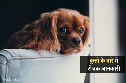 कुत्ते के बारे में 35 रोचक जानकारी - Essay & Information About Dogs in Hindi