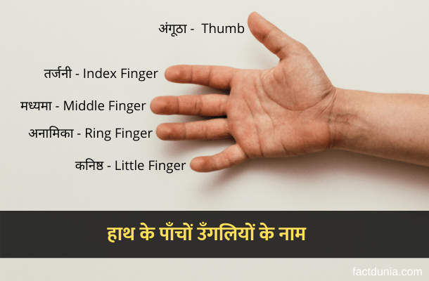 Fingers Names in Hindi English
