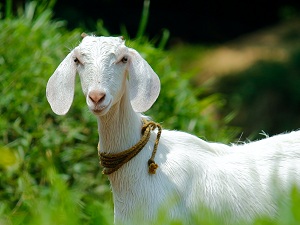 bakri-goat