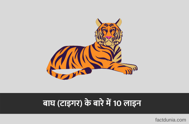 बाघ पर वाक्य [निबंध] | 10 Lines on Tiger in Hindi