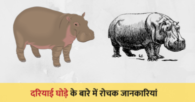 दरियाई घोड़े की 20 रोचक जानकारी – Facts About Hippopotamus in Hindi Facts-About-Hippopotamus-in-Hindi