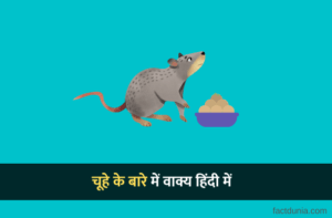 चूहे के बारे में 10 लाइन वाक्य - 10 Lines on Rat in Hindi