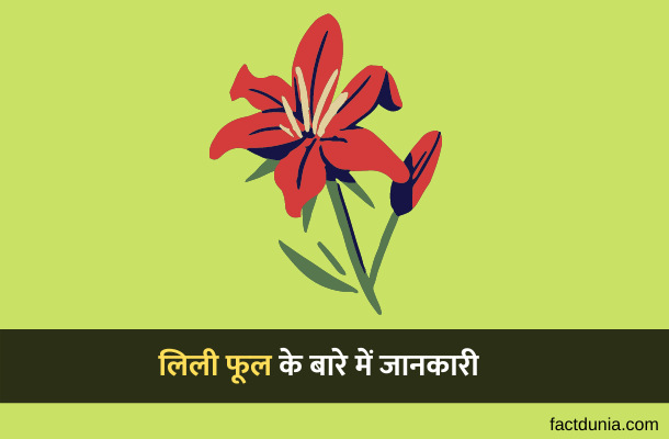 Information about Lily Flower in Hindi