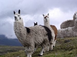 lama