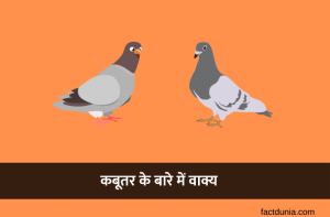 lines-about-pigeon-in-hindi