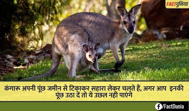 जानवरों के बारे में रोचक तथ्य 80 हैरान करने वाली जानकारी | Animal Facts in  Hindi