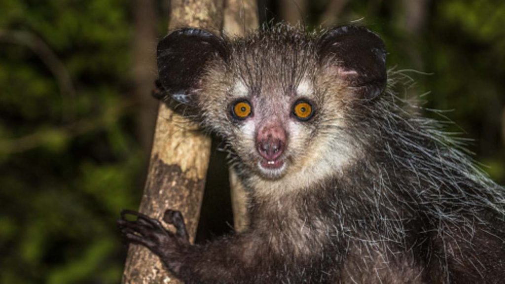 Aye-Aye